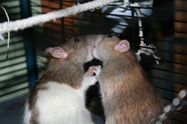 sexually mature rat Mature tgp updated